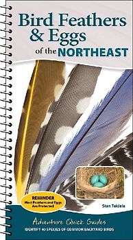 Bird Feathers & Eggs of the Northeast