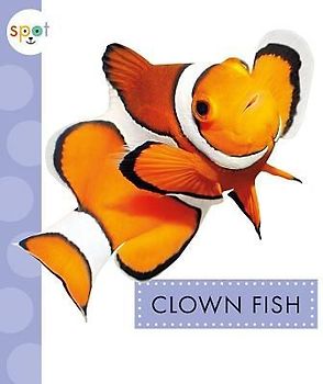 Clown Fish
