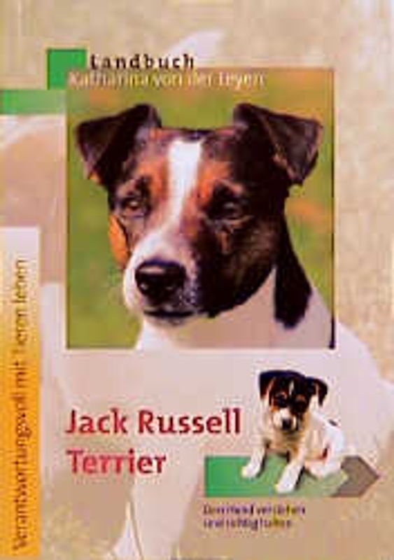 Jack Russel Terrier