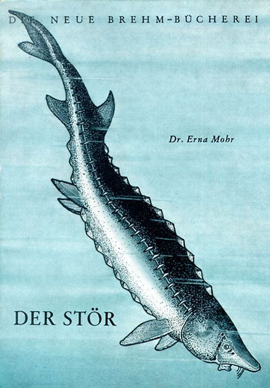 Der Stör
