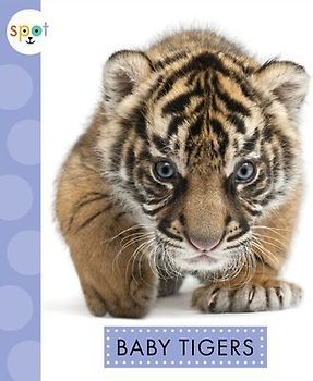 Baby Tigers