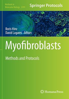 Myofibroblasts