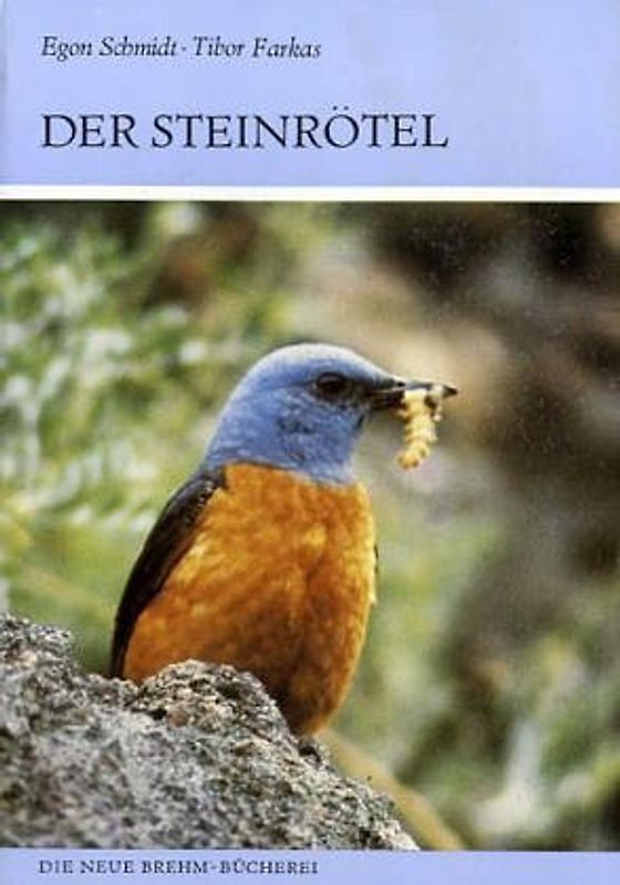 Der Steinrötel. Monticola saxatilis