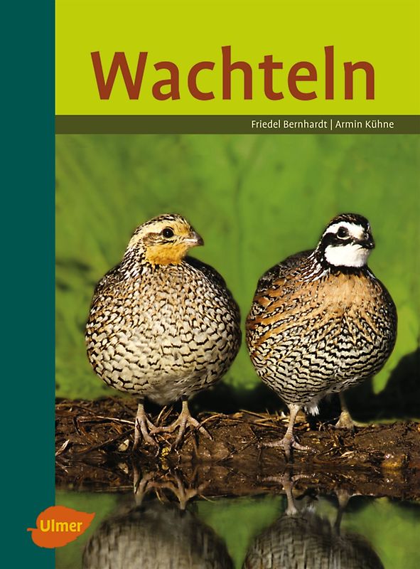 Wachteln