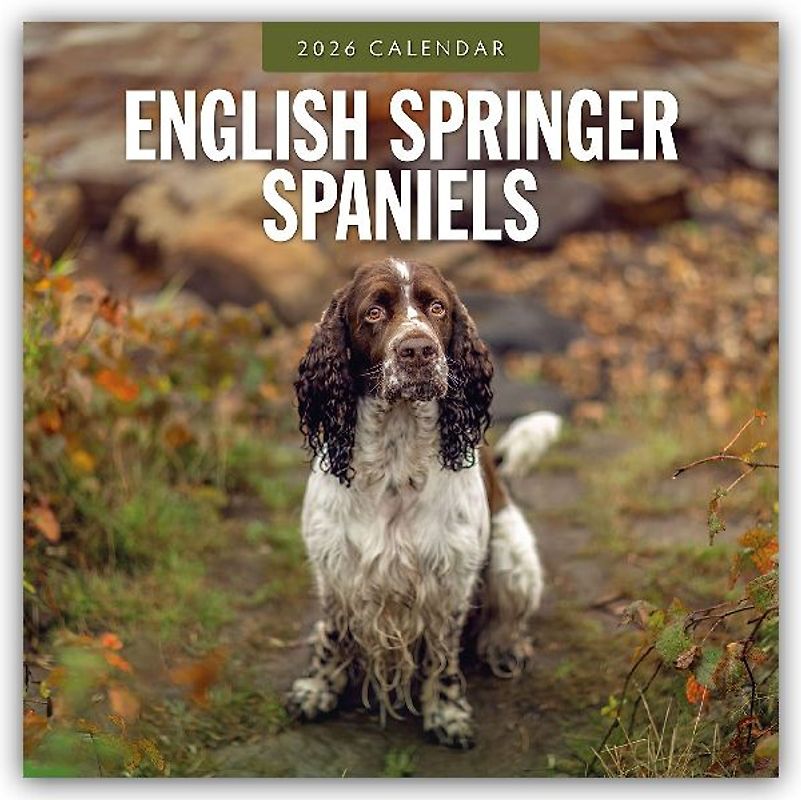 English Springer Spaniels 2026 Square Wall Calendar