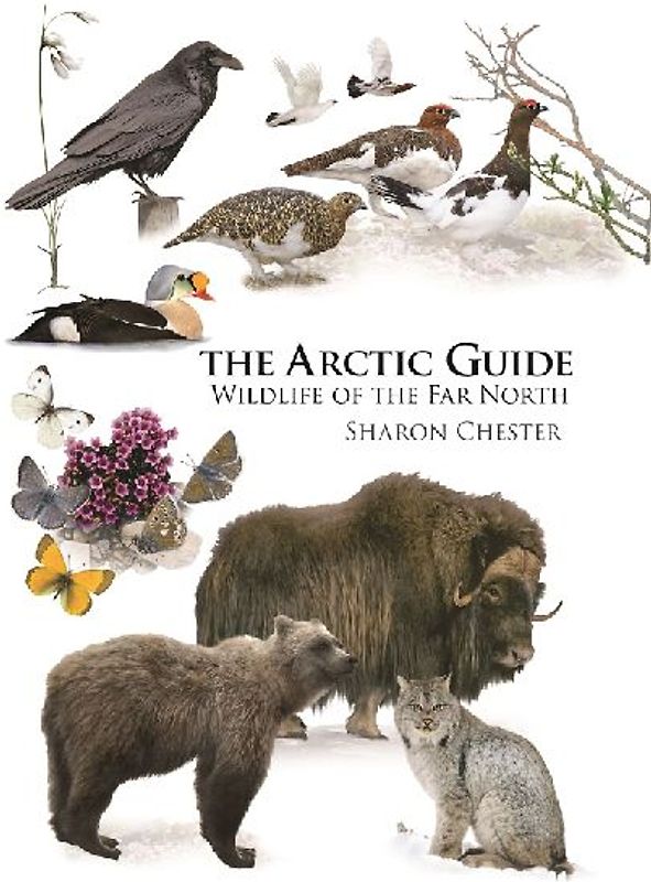 The Arctic Guide