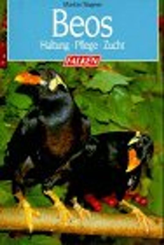 Beos. Haltung, Pflege, Zucht