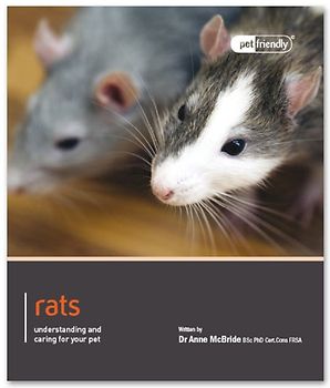 Rat - Pet Friendly