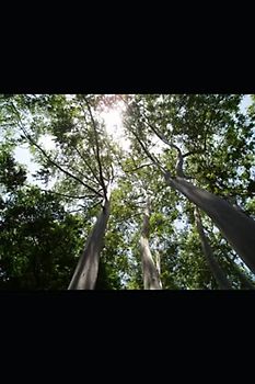 Hotzenwaldblues: Iris Terheydes dritter Fall