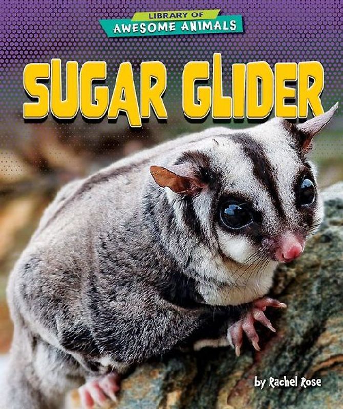 Sugar Glider