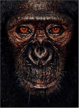 James und andere Affen