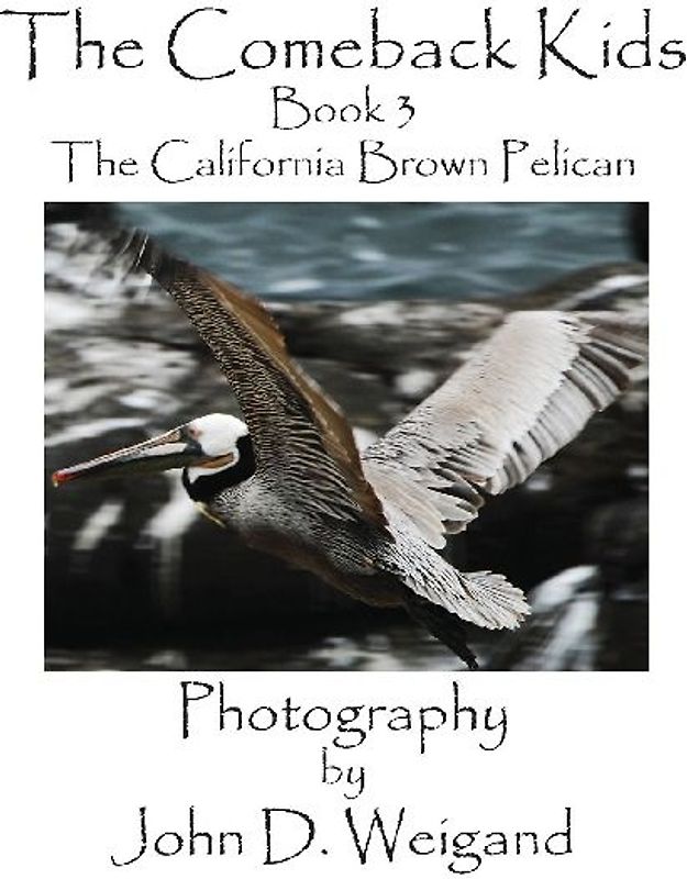 The Comeback Kids, Book 3, the California Brown Pelican