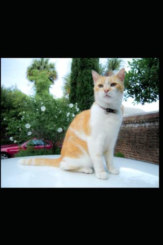 South Sea Tales Illustrated