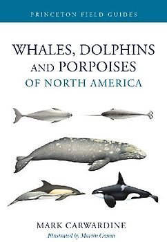 Whales, Dolphins, and Porpoises of North America