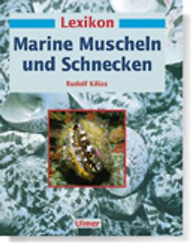 Marine Muscheln/Schnecken
