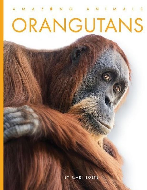 Orangutans