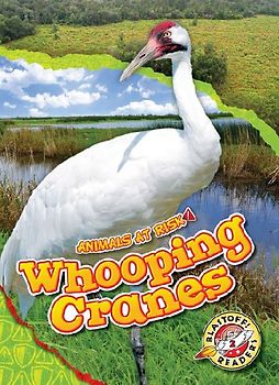 Whooping Cranes