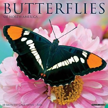 Butterflies 2026 12 X 12 Wall Calendar