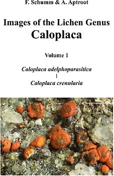 Images of the Lichen Genus Caloplaca, Vol 1