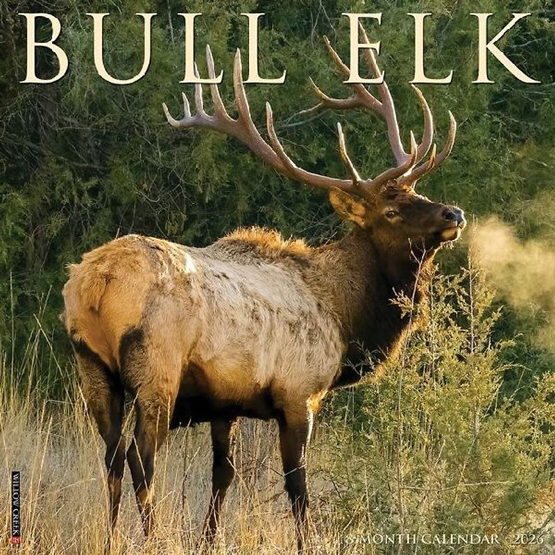 Bull Elk 2026 12 X 12 Wall Calendar