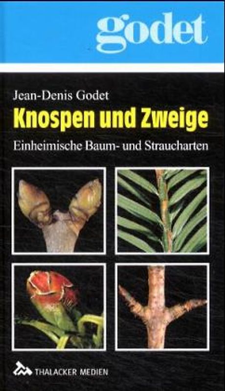 Knospen und Zweige