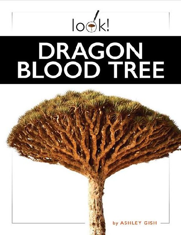 Dragon Blood Tree