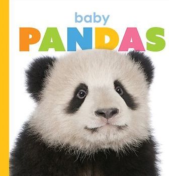 Baby Pandas