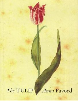 The Tulip