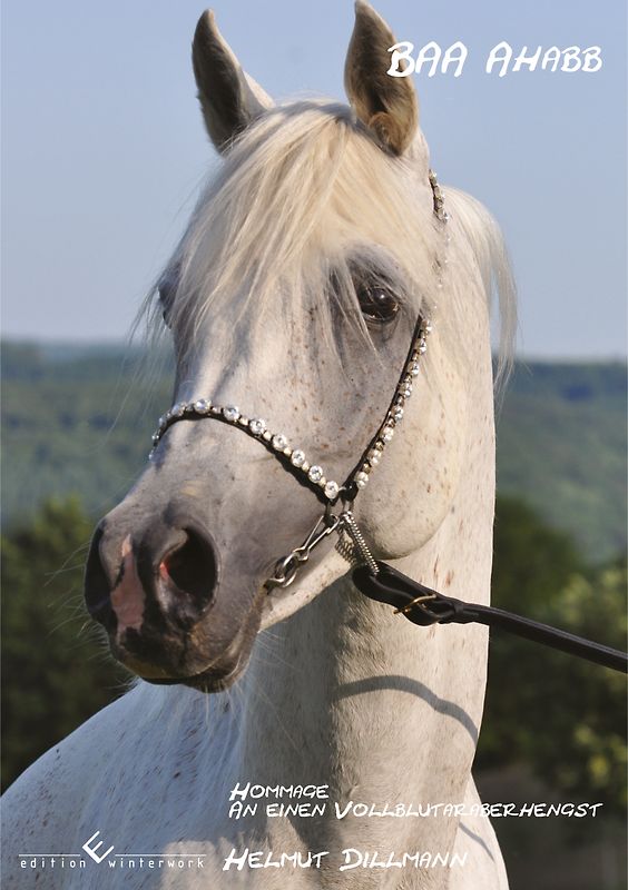 BAA Ahabb - Hommage an einen Vollblutaraberhengst