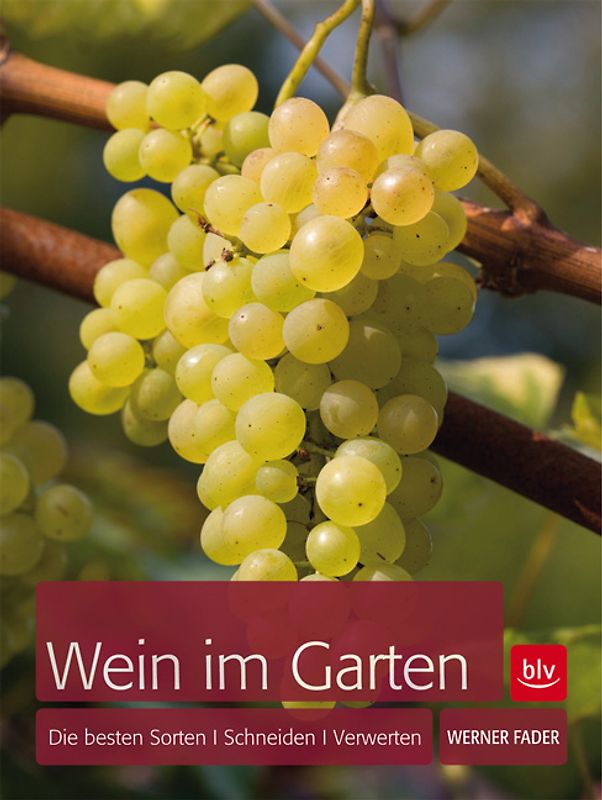 Wein im Garten