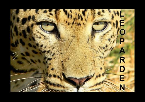 Leoparden (Posterbuch DIN A3 quer)