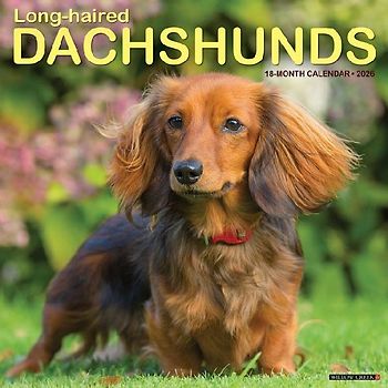 Longhaired Dachshunds 12 X 12 Wall Calendar