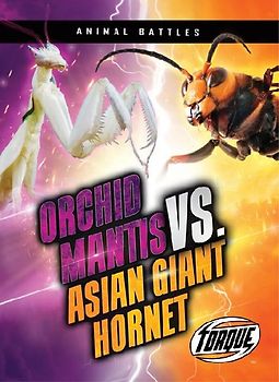 Orchid Mantis vs. Asian Giant Hornet