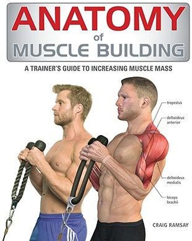 Anatomy of Muscle Building