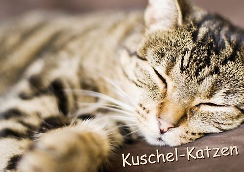Kuschel-Katzen (Posterbuch DIN A3 quer)