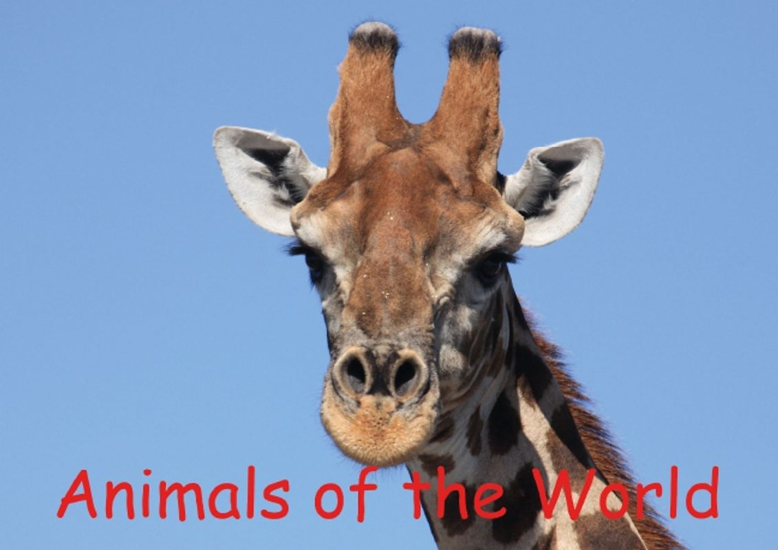 Animals of the World (Poster Book DIN A4 Landscape)