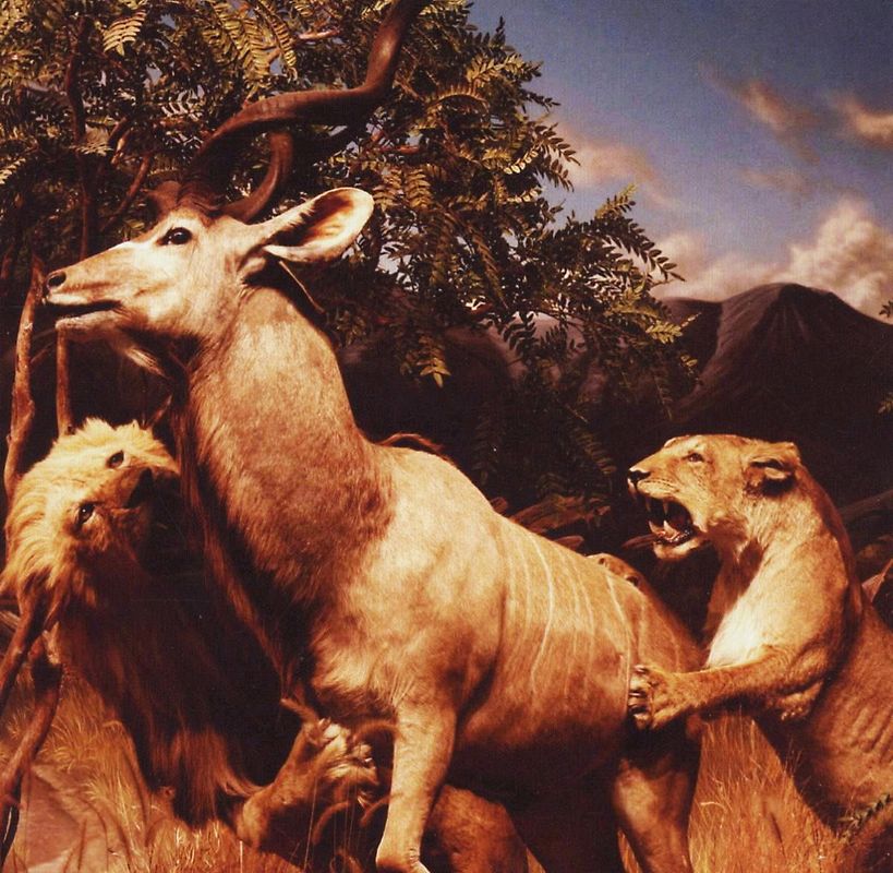 Interpol - Our Love to Admire Deluxe Edit