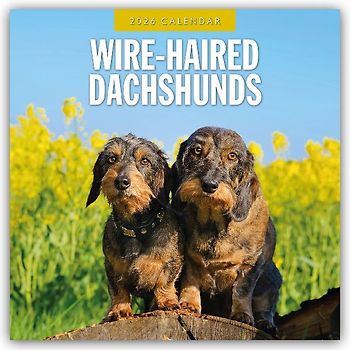 Wire-haired Dachshunds 2026 Square Wall Calendar