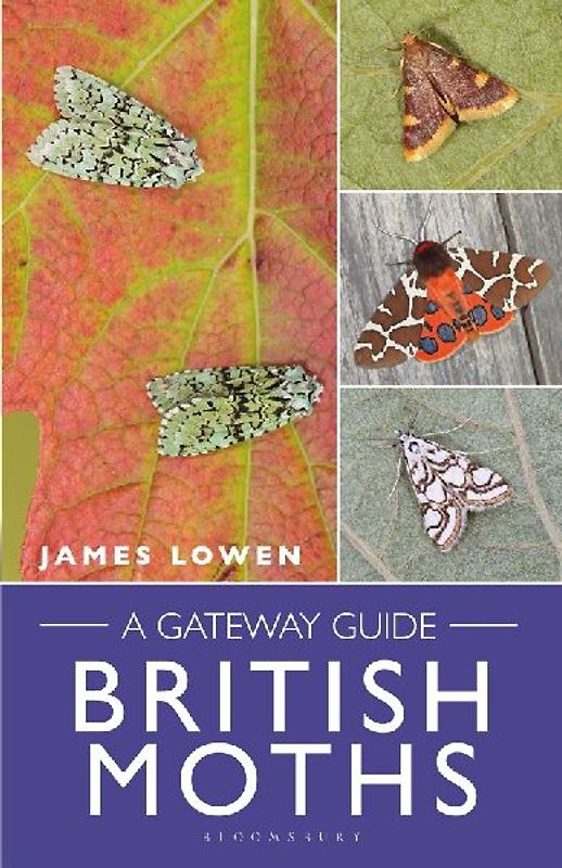 British Moths