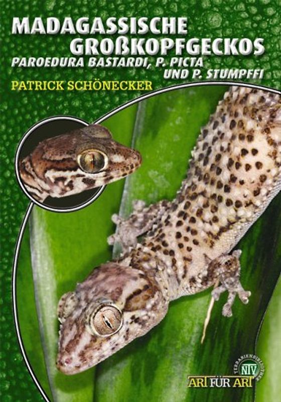 Madagassische Großkopfgeckos