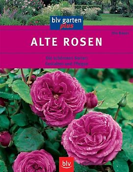 Alte Rosen