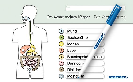 Ich kenne meinen Körper - Der Verdauungsweg