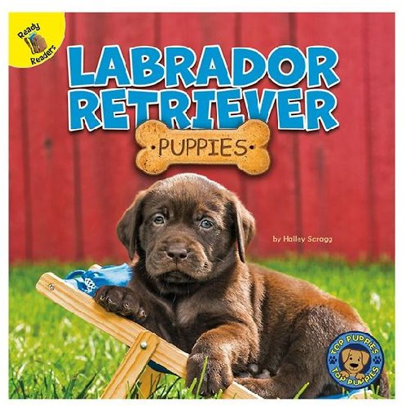 Labrador Retriever Puppies