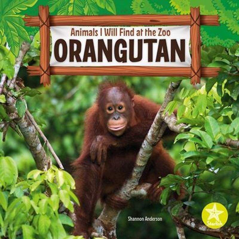Orangutan