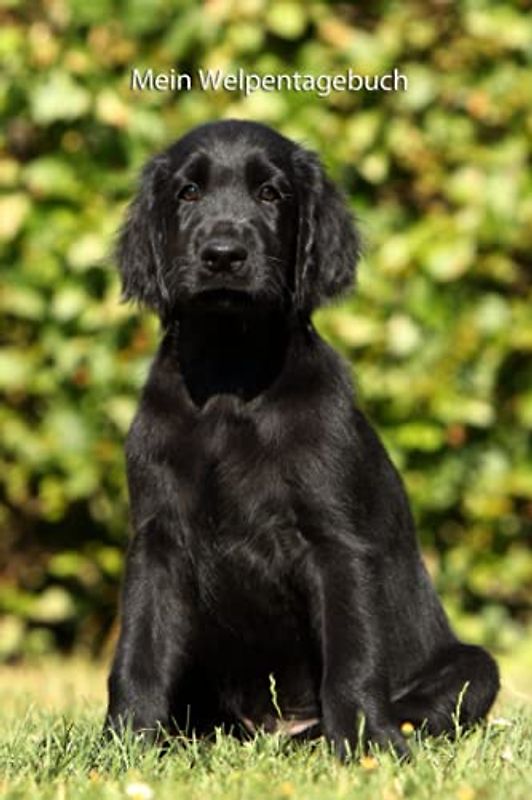 Mein Welpentagebuch: die ersten Monate mit meinem Flat Coated Retriever (Flat Coated Retriever- alle Bücher: Trainingstagebuch, Krankenakte, BARF Planer und Welpentagebuch, Band 4)