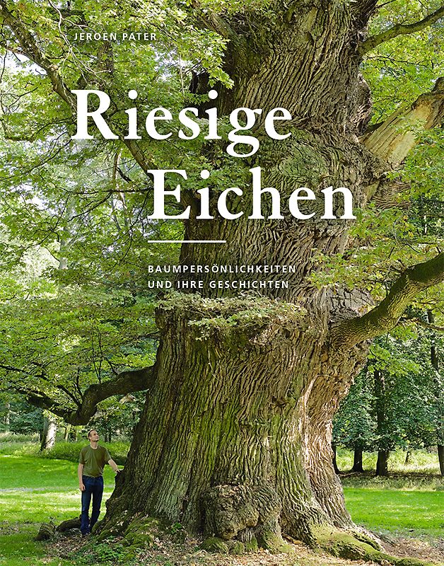 Riesige Eichen