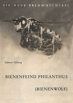 Der Bienenfeind Philantus