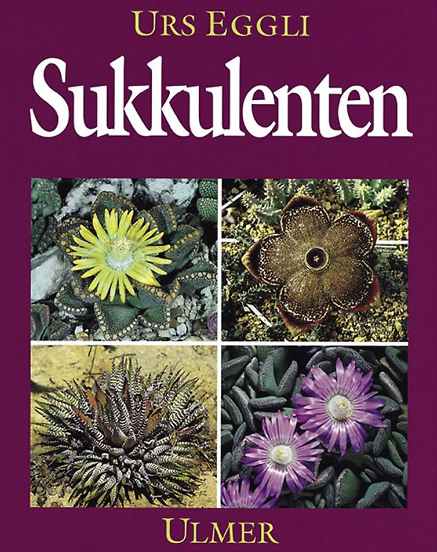 Sukkulenten
