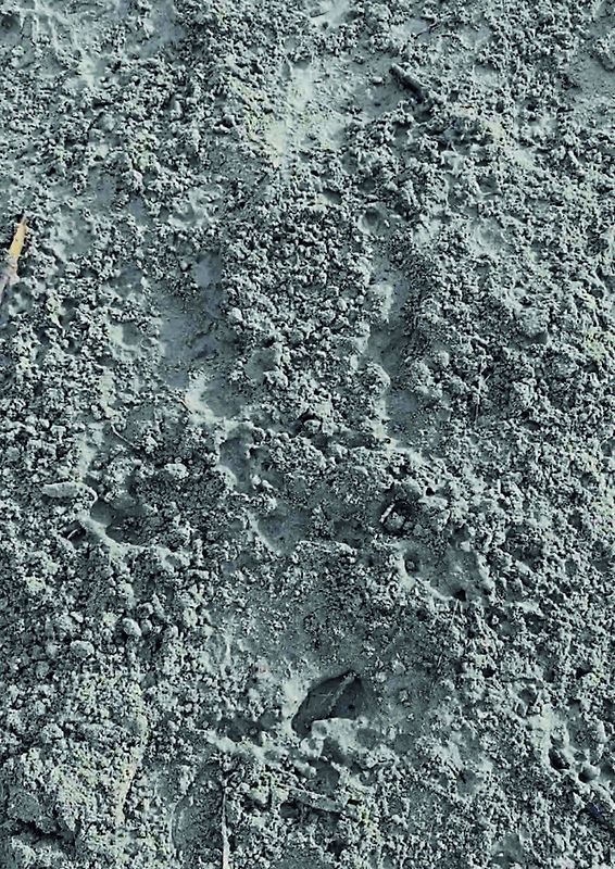 Eisenberger VS Eisenberger