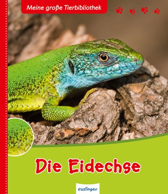 Meine große Tierbibliothek: Die Eidechse